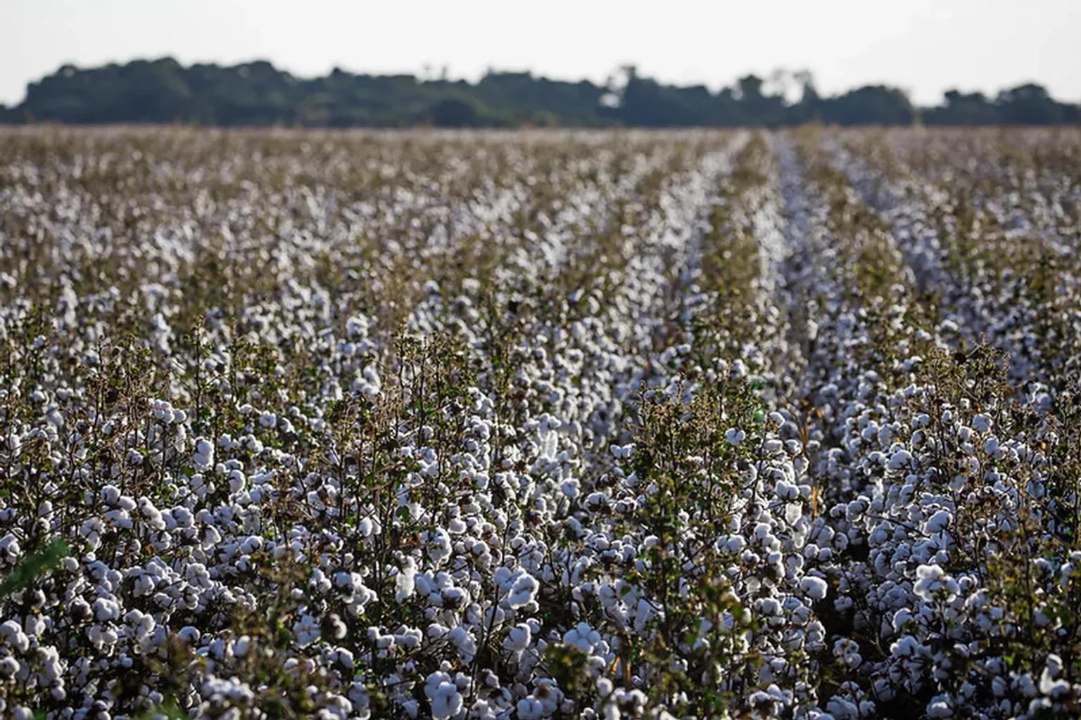 Alta nos preços do algodão estimula crescimento da área plantada no Brasil