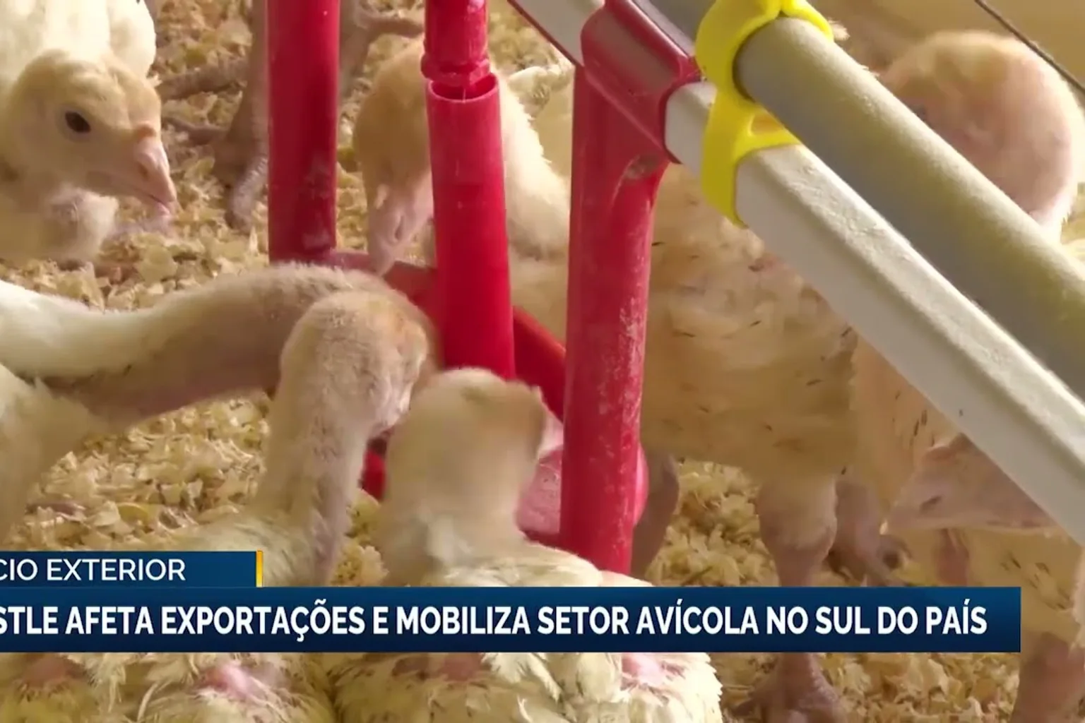 Arábia Saudita e Malásia suspendem importações de carne de frango de SC