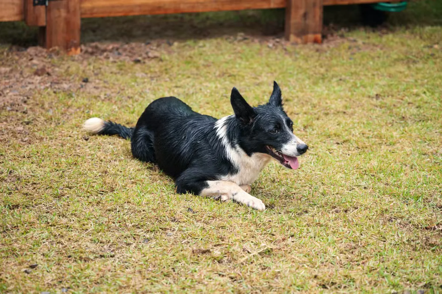 Cães da raça Border Collie são o novo 'funcionário do campo'