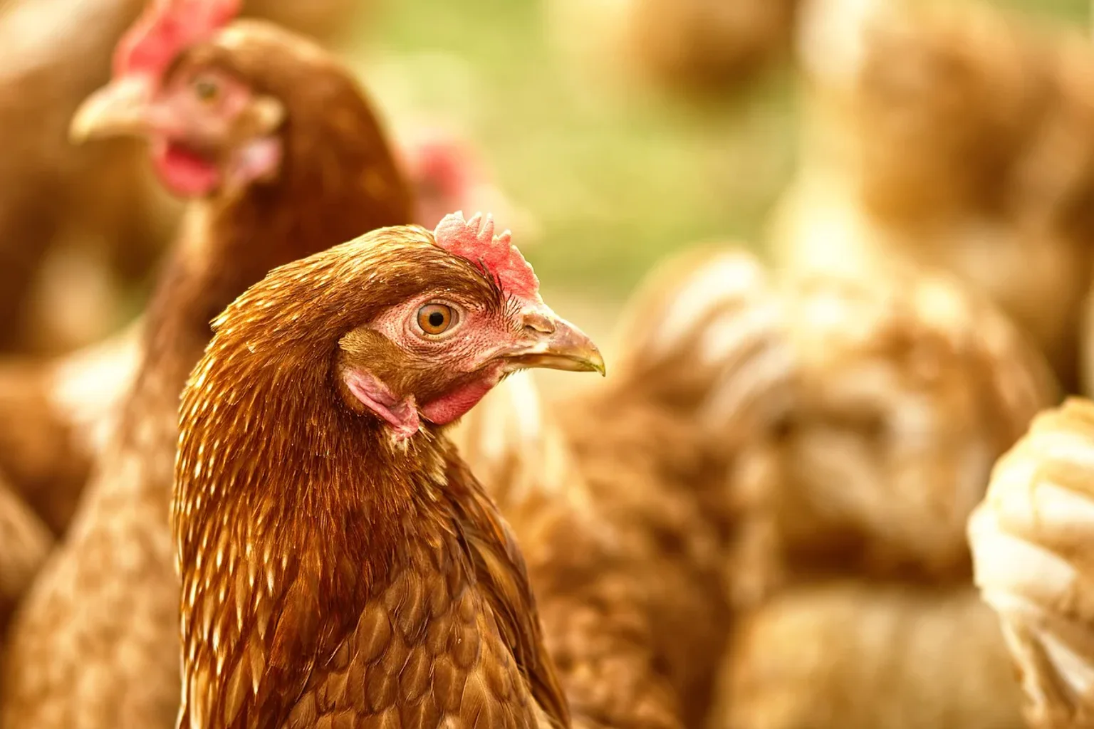 Cidade do Espírito Santo tem 331 galinhas por habitante e lidera produção de ovos no Brasil