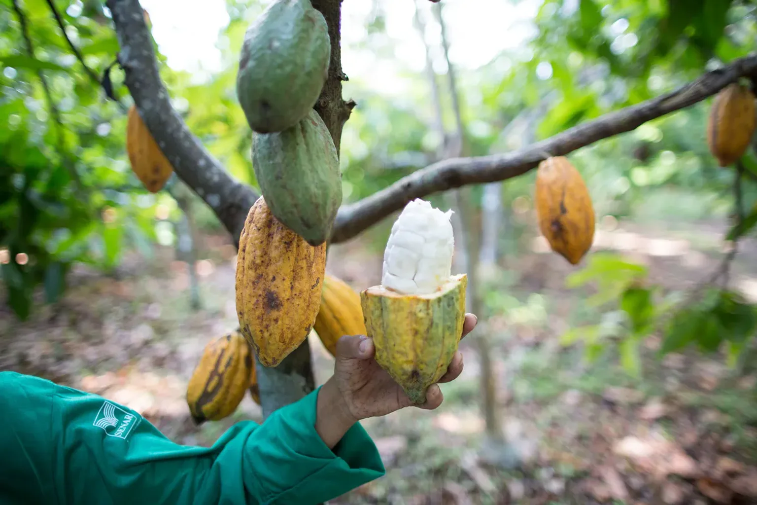 Clima pode apertar oferta e aumentar preços do cacau