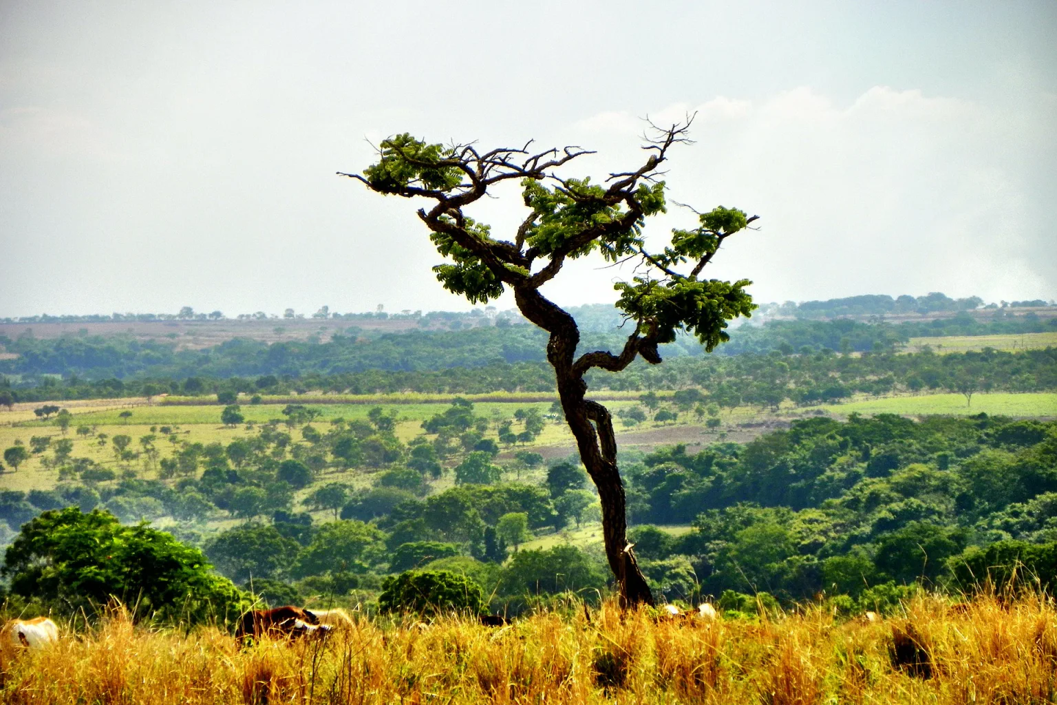 Clima, solo e manejo influenciam no armazenamento de carbono no Cerrado, mostra estudo
