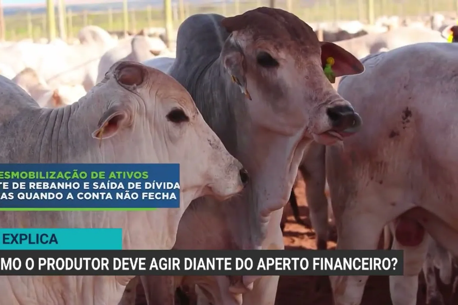 Como o produtor deve agir diante do aperto financeiro no campo