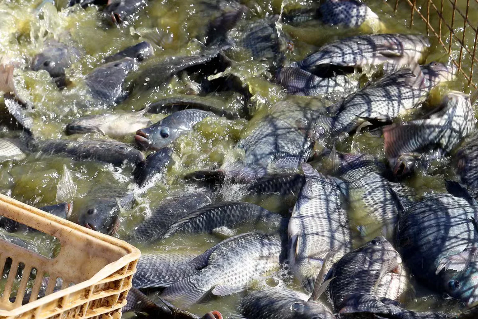 Exportações de tilápia crescem 32% em setembro, mas custos pressionam produtores