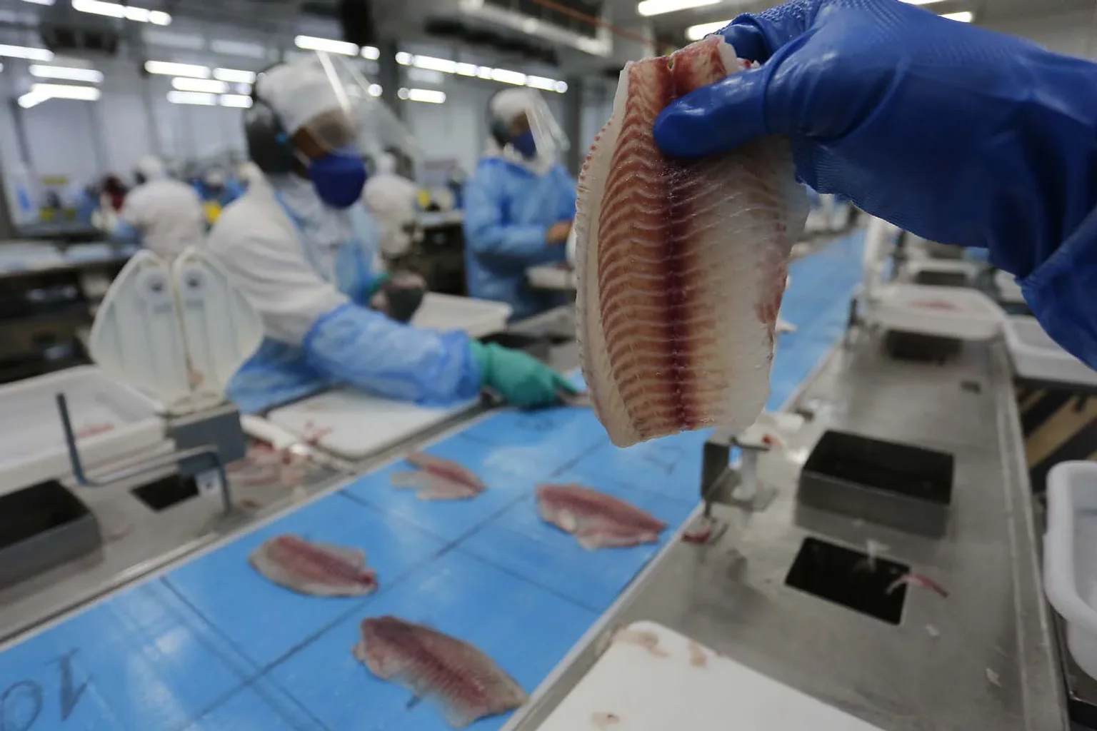 Exportações de tilápia crescem 32%, mas custos de produção pressionam setor