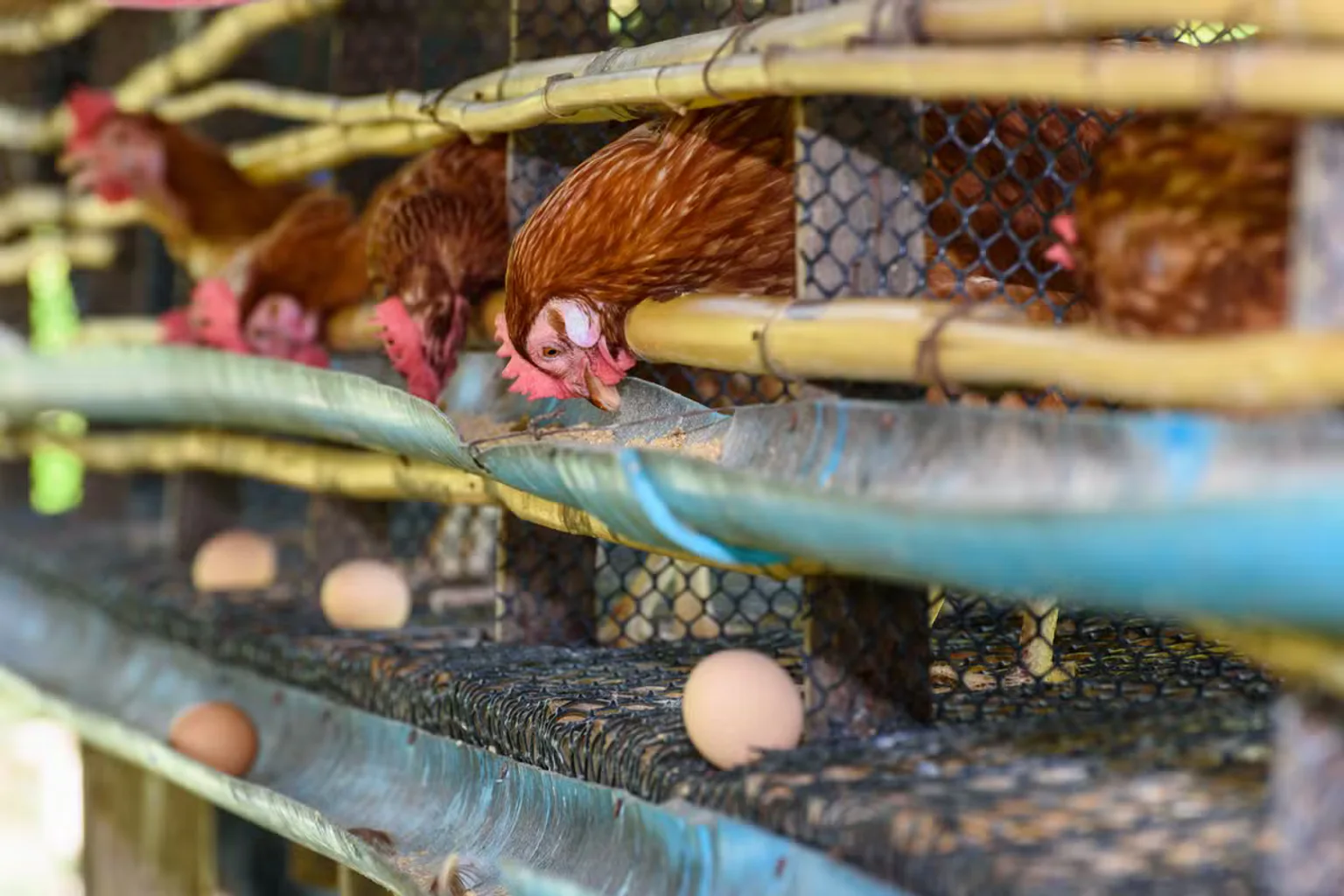 Gripe aviária: é seguro consumir carne de aves e ovos? Entenda os riscos