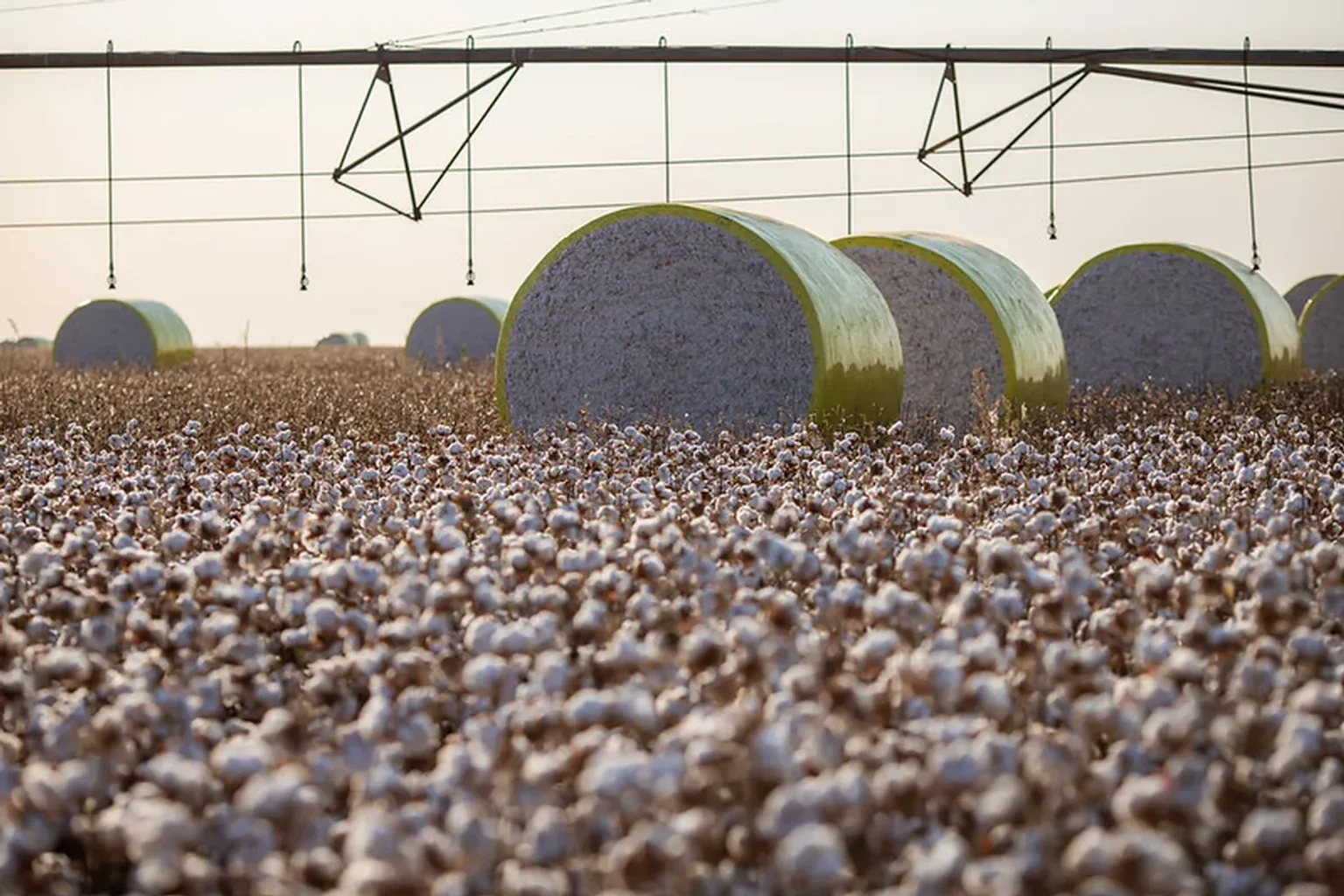USDA eleva previsão de produção e exportação mundial de algodão em 2026/27