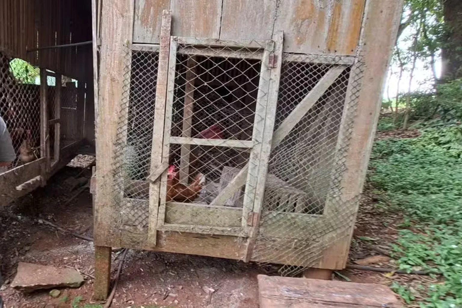 Vistoria no foco de gripe aviária em ave de subsistência no RS é finalizada