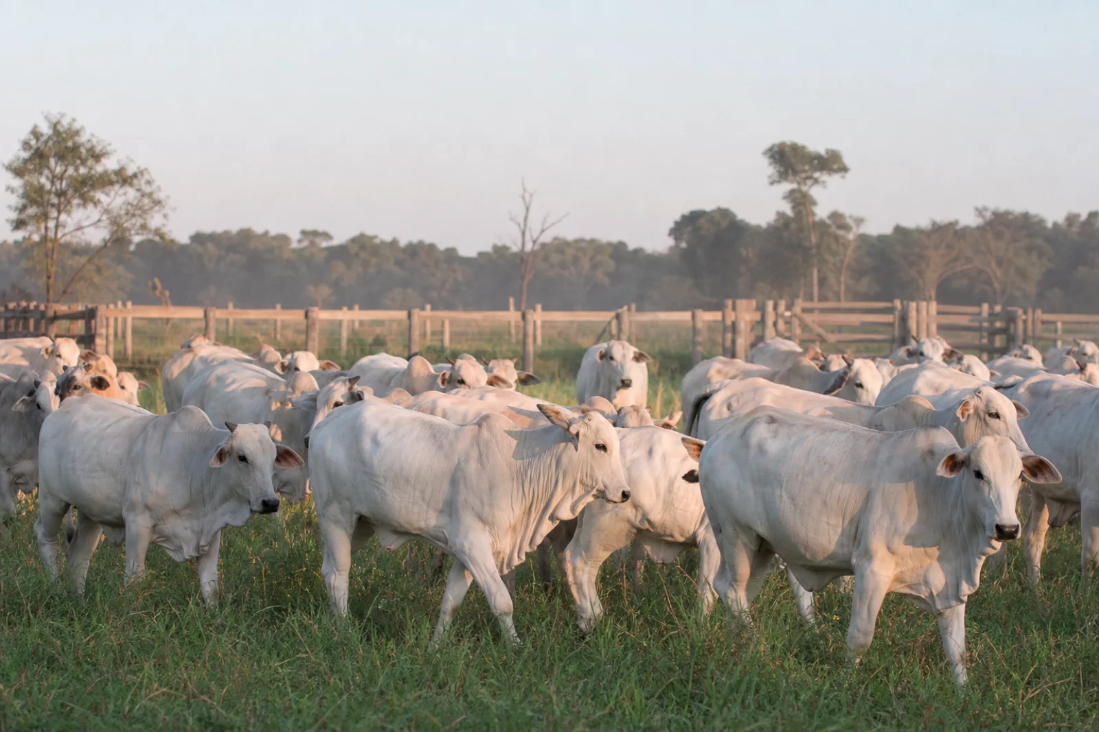 Carne bovina brasileira fica isenta de sobretaxa de 12,5% aplicada pelos EUA